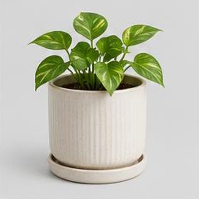 Ceramic Planter with Saucer